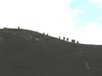 C course teams approach their second control - a hilltop
