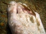 Fishyfoot