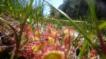 On the way to control 1, D course, Sundew (Drosera rotundifolia)